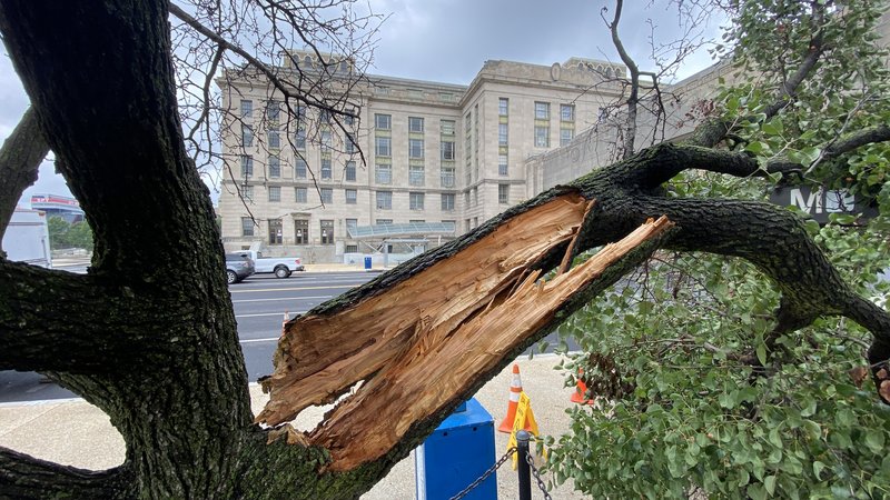 Storm-damaged tree on U.S. Department of Agriculture grounds in Washington, D.C., in July 2021